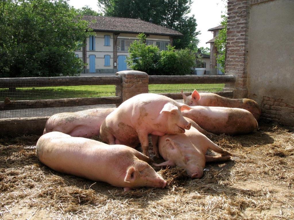 Agriturismo Cascina Caremma Besate Buitenkant foto